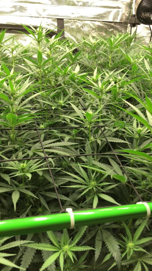 Critical Purple Kush Seedsman Indoor