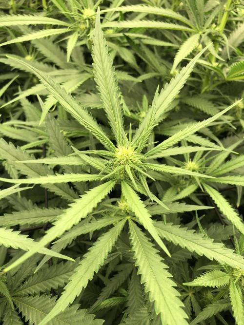 Critical Purple Kush Seedsman Indoor. Week 12