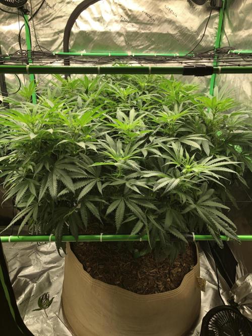 Colombian Jack Kannabia Indoor Spring 26. Week 12