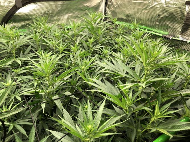 Critical Purple Kush Seedsman Indoor. Week 12