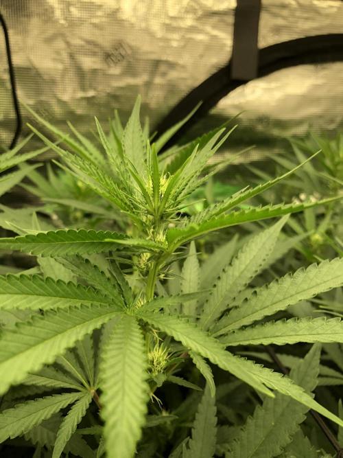 Critical Purple Kush Seedsman Indoor. Week 12