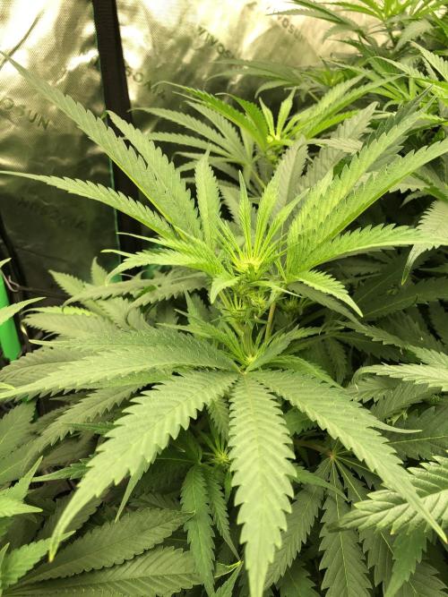 Colombian Jack Kannabia Indoor Spring 26. Week 12