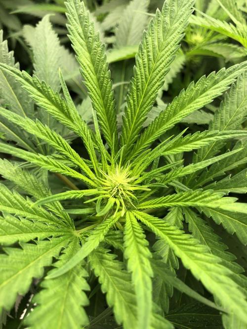Colombian Jack Kannabia Indoor Spring 26. Week 12
