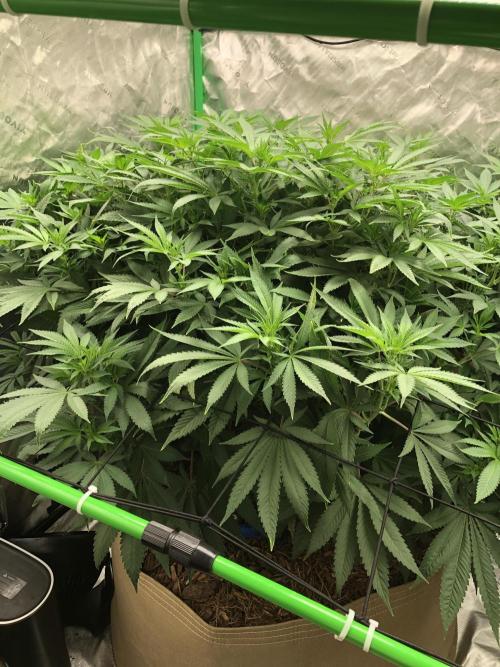 Karibbean Mango Indoor Spring 26. Week 11