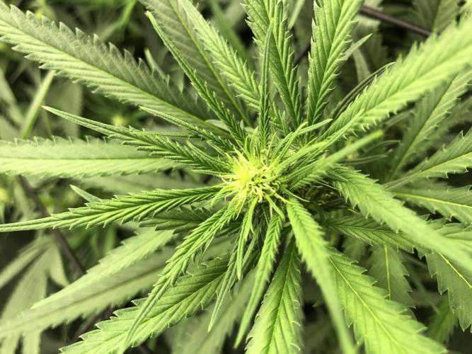 Critical Purple Kush Seedsman Indoor. Week 12