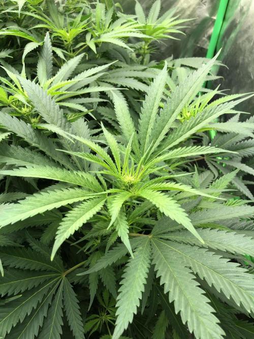 Colombian Jack Kannabia Indoor Spring 26. Week 12