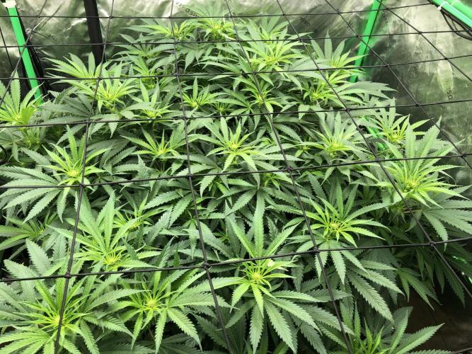 Colombian Jack Kannabia Indoor Spring 26. Week 12