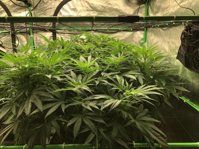 Colombian Jack Kannabia Indoor Spring 26. Week 12