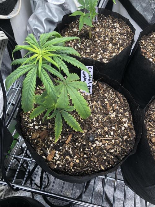 Critical Purple Kush Seedsman Indoor. Week 12