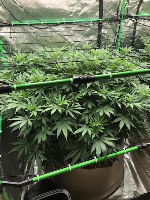 Karibbean Mango Indoor Spring 26. Week 11