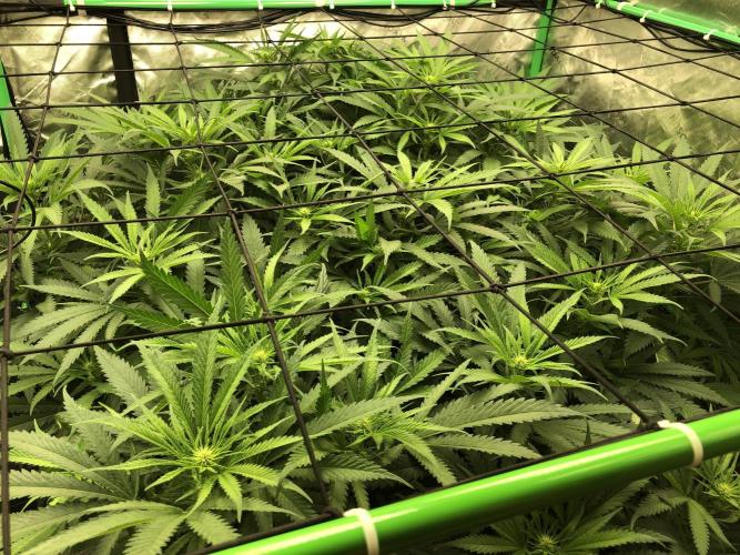 Colombian Jack Kannabia Indoor Spring 26. Week 12