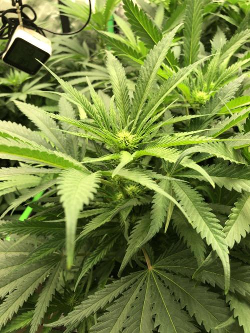 Colombian Jack Kannabia Indoor Spring 26. Week 12