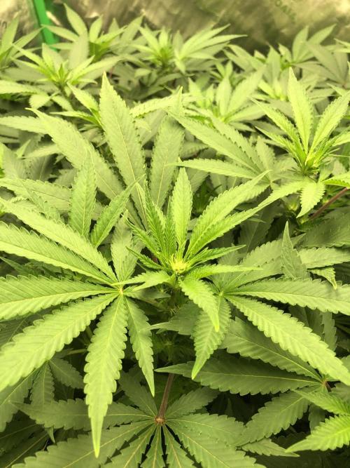Karibbean Mango Indoor Spring 26. Week 11