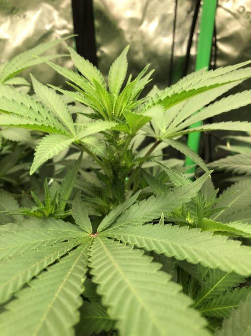 Karibbean Mango Indoor Spring 26. Week 11