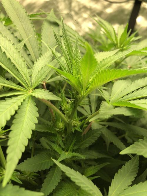 Karibbean Mango Indoor Spring 26. Week 11