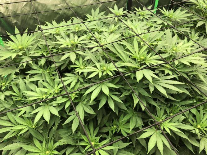 Karibbean Mango Indoor Spring 26. Week 11