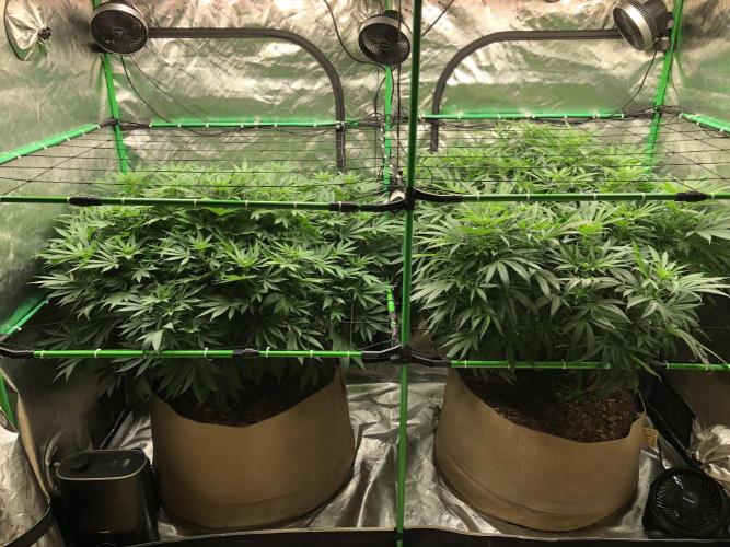 Karibbean Mango Indoor Spring 26. Week 11
