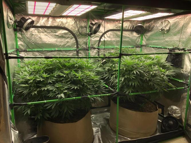 Karibbean Mango Indoor Spring 26. Week 11
