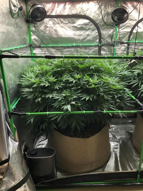Karibbean Mango Indoor Spring 26. Week 11