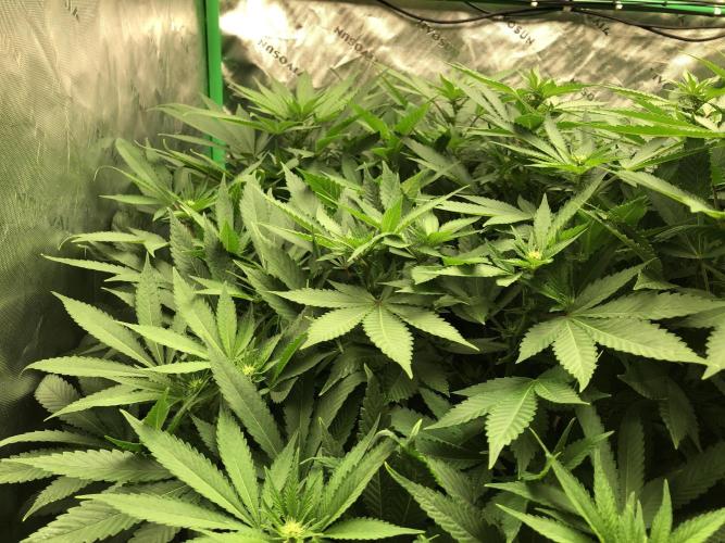 Karibbean Mango Indoor Spring 26. Week 11