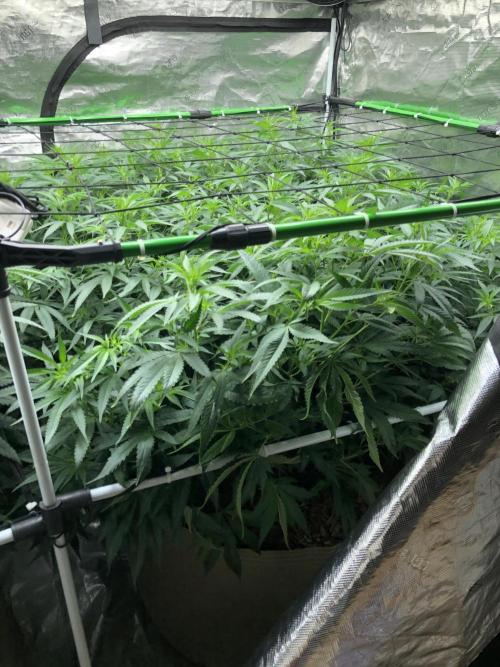 White Domina Kannabia Indoor Spring 26. Week 12