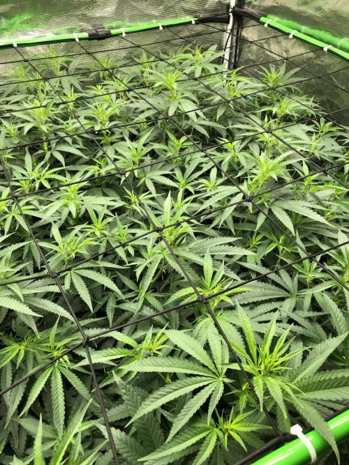 White Domina Kannabia Indoor Spring 26. Week 12