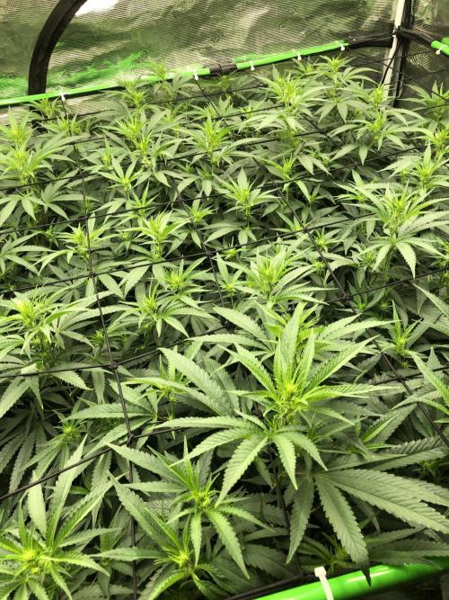 White Domina Kannabia Indoor Spring 26. Week 12