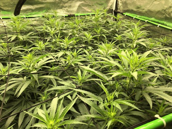 White Domina Kannabia Indoor Spring 26. Week 12