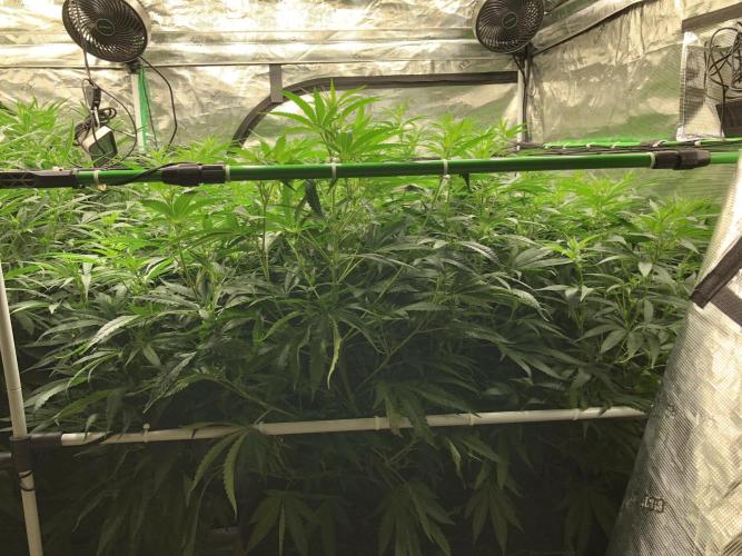 White Domina Kannabia Indoor Spring 26. Week 12