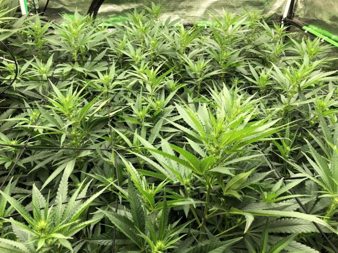 White Domina Kannabia Indoor Spring 26. Week 12