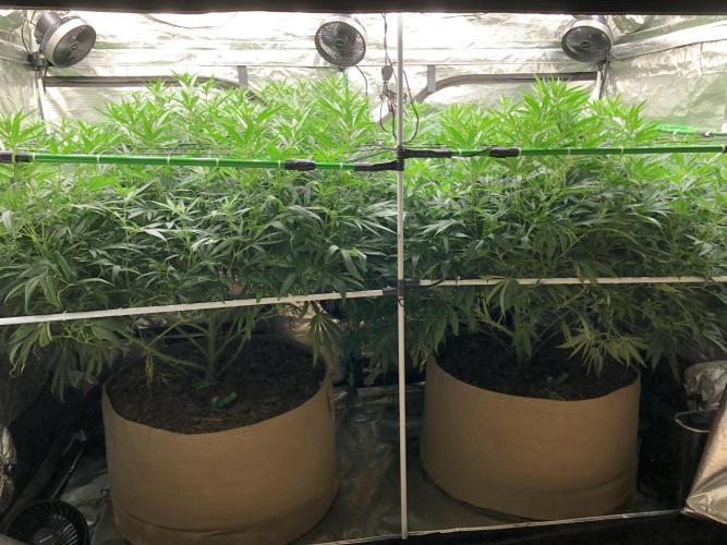 White Domina Kannabia Indoor Spring 26. Week 12