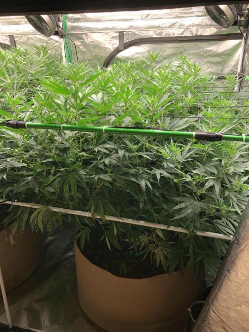 White Domina Kannabia Indoor Spring 26. Week 12