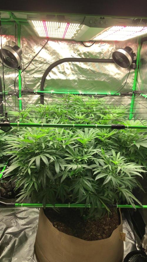 Colombian Jack Kannabia Indoor Spring 26