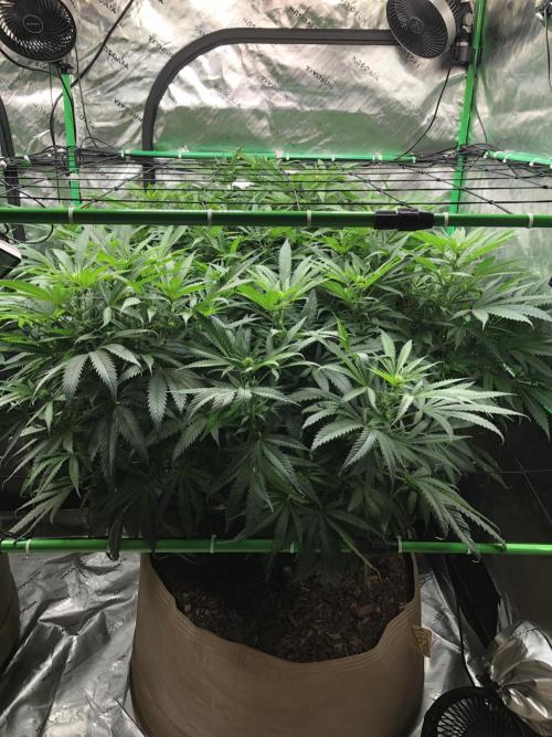 Colombian Jack Kannabia Indoor Spring 26. Week 12