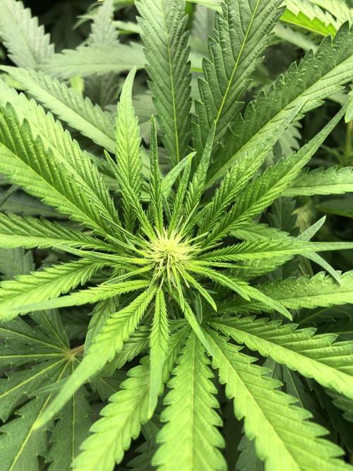 Colombian Jack Kannabia Indoor Spring 26. Week 12