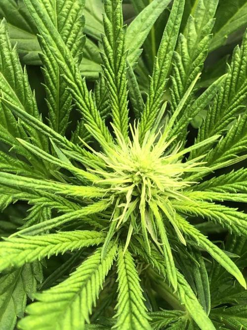 Colombian Jack Kannabia Indoor Spring 26. Week 12