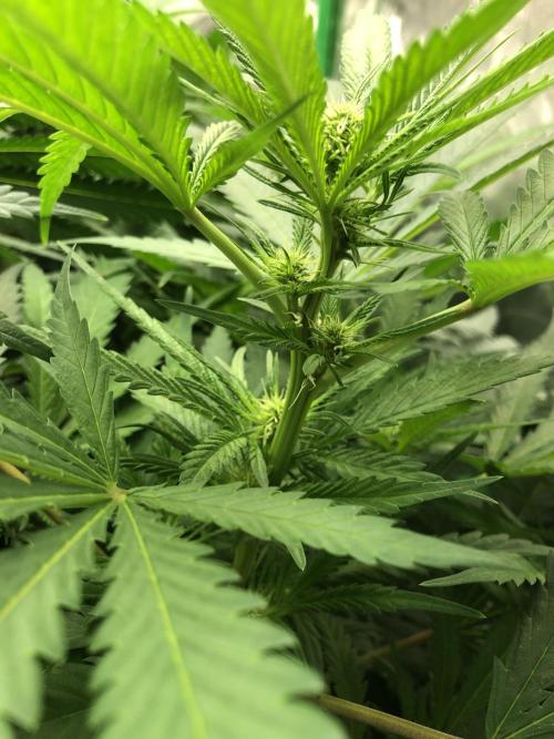 Colombian Jack Kannabia Indoor Spring 26. Week 12