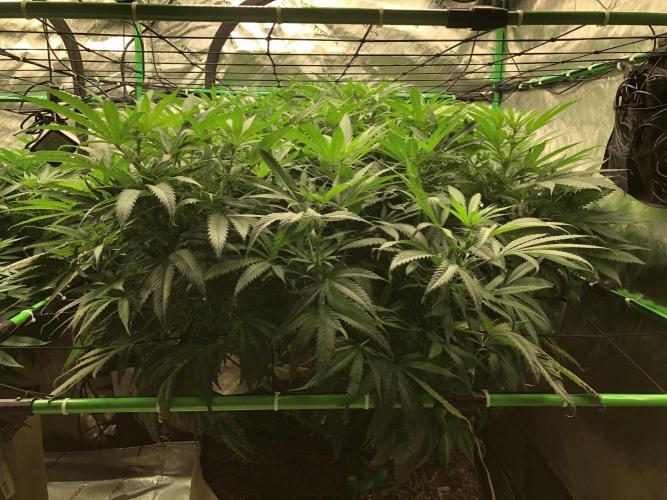 Colombian Jack Kannabia Indoor Spring 26. Week 12