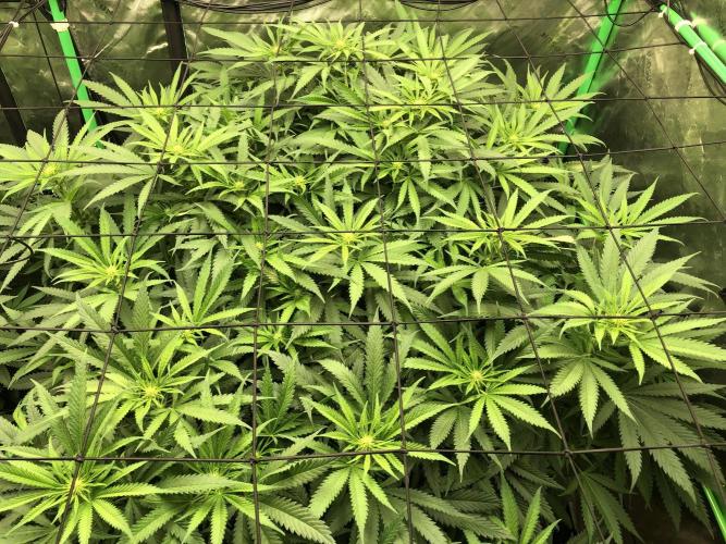 Colombian Jack Kannabia Indoor Spring 26. Week 12