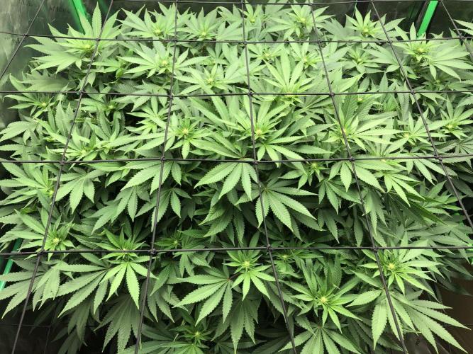 Colombian Jack Kannabia Indoor Spring 26. Week 12