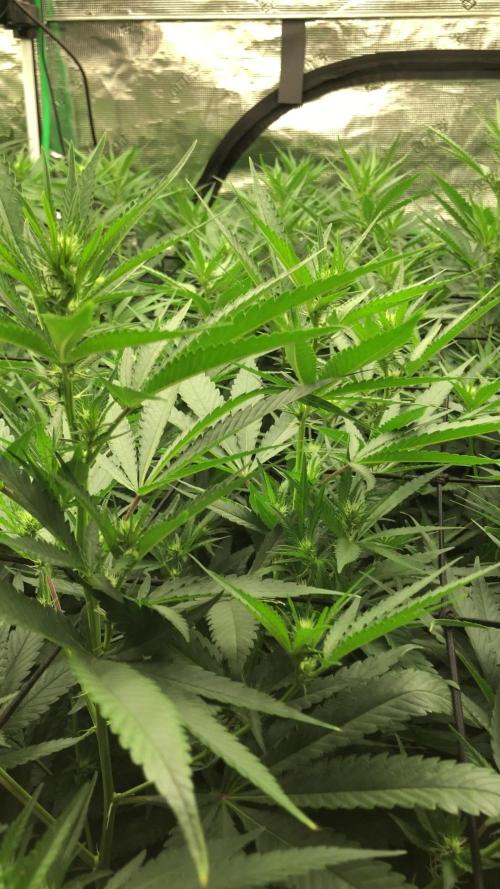 White Domina Kannabia Indoor Spring 26