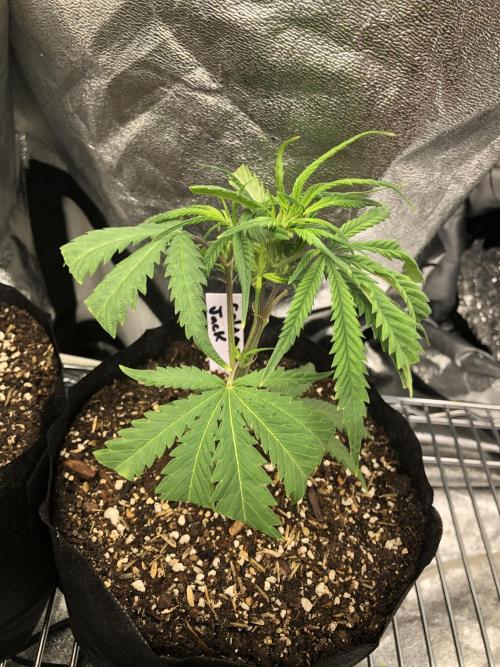 Colombian Jack Kannabia Indoor Spring 26. Week 12