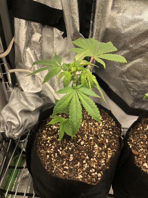 Karibbean Mango Indoor Spring 26. Week 11