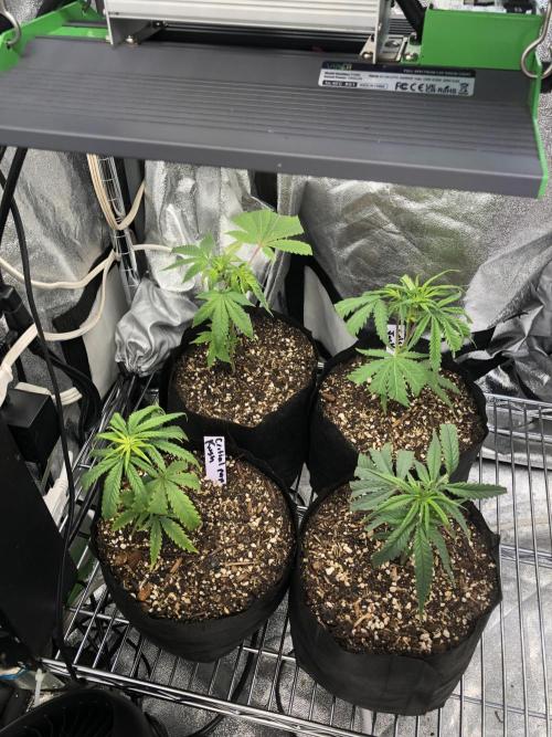 White Domina Kannabia Indoor Spring 26. Week 12