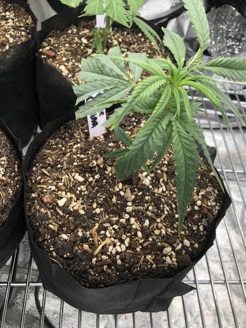 White Domina Kannabia Indoor Spring 26. Week 12