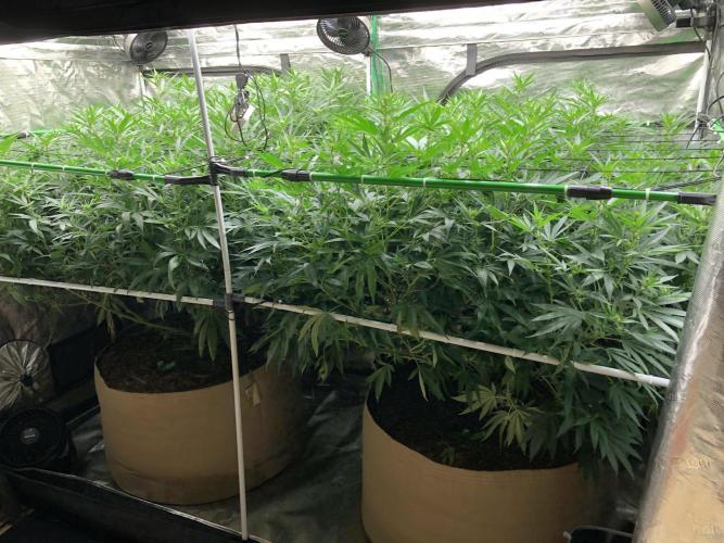 White Domina Kannabia Indoor Spring 26. Week 12
