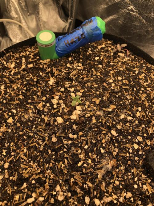 Lemonchello Haze Seedsman Indoor Summer. Week 1
