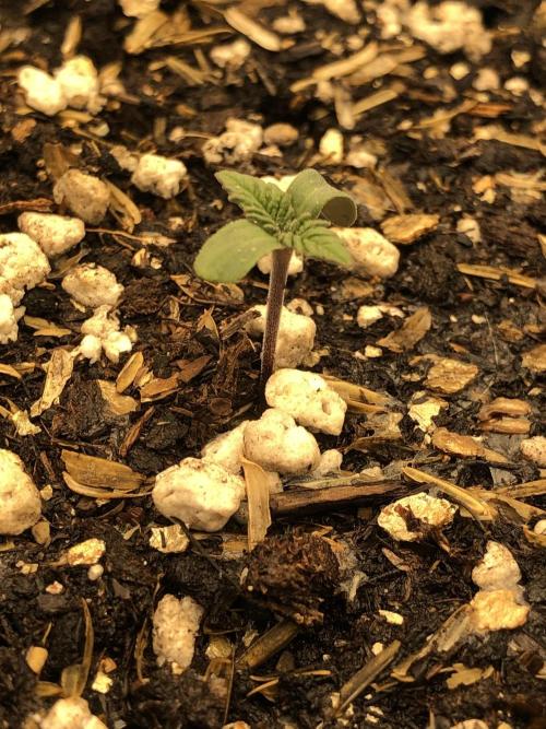 Lemonchello Haze Seedsman Indoor Summer. Week 1