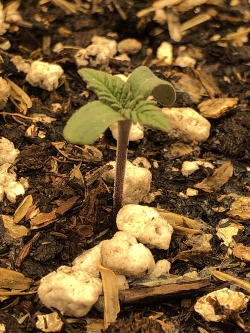 Lemonchello Haze Seedsman Indoor Summer. Week 1