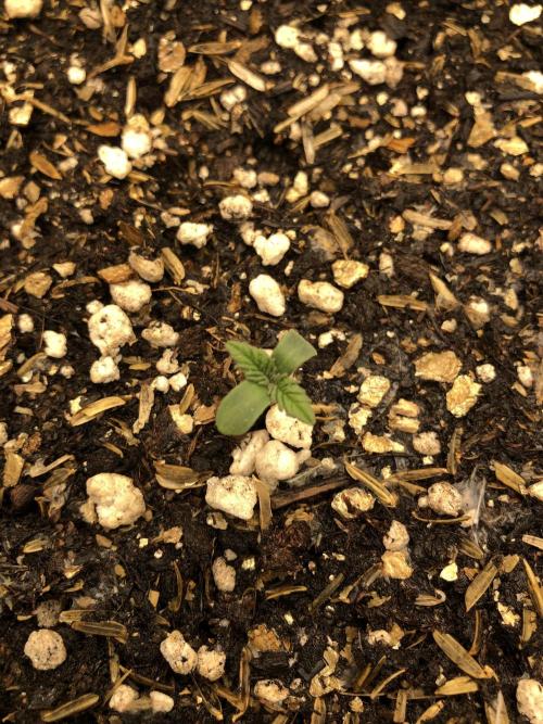 Lemonchello Haze Seedsman Indoor Summer. Week 1